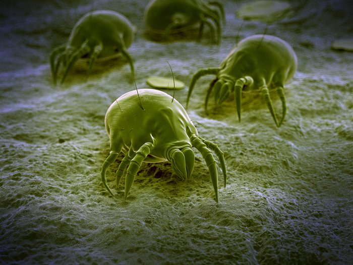 Les acariens sont des organismes microscopiques qui se nourrissent de squames humaines et animales.
