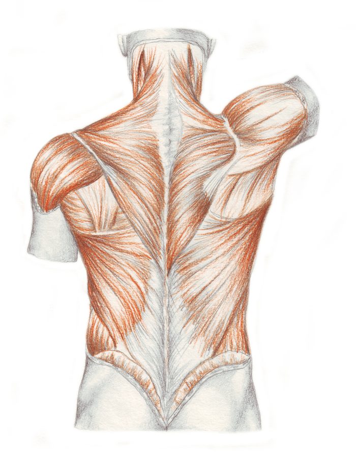 Muscles et ligaments 