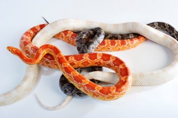 Massage de serpents