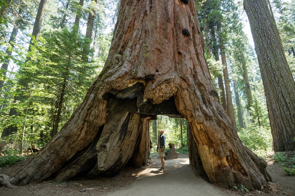 Le parc national de Sequoia en Californie