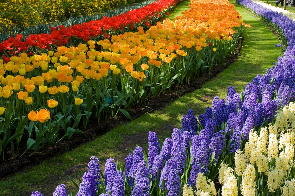 Le parc floral de Keukenhof aux Pays-Bas