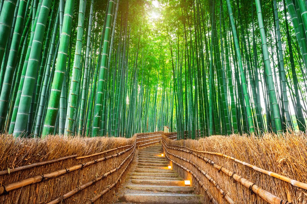La forêt de bambous au Japon