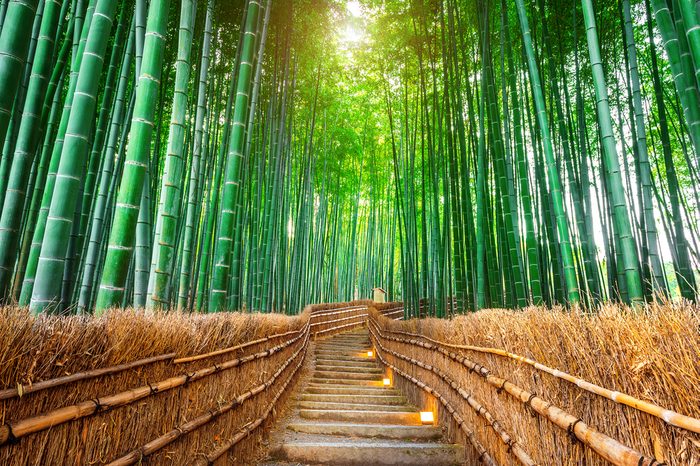 La forêt de bambous au Japon