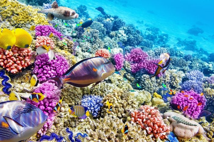La Grande Barrière de corail en Australie