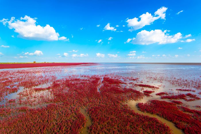 La plage rouge de Panjin en Chine