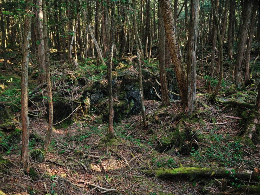 Monuments mystérieux: la forêt d’Aokigahara au Japon.