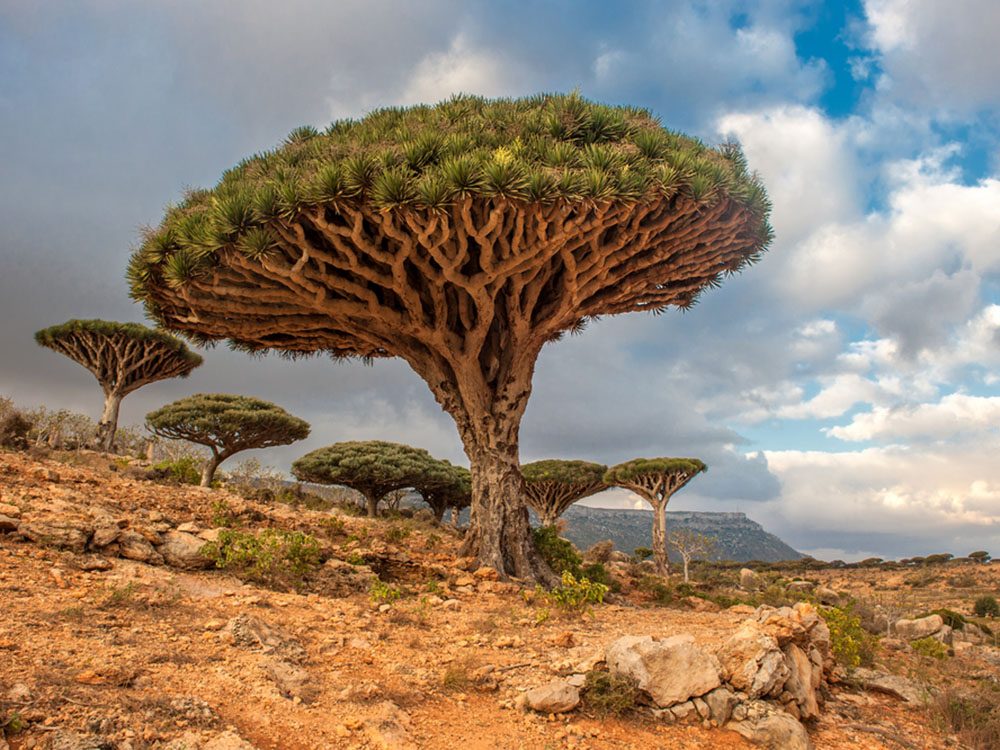 Monuments mystérieux: Socotra au Yémen.