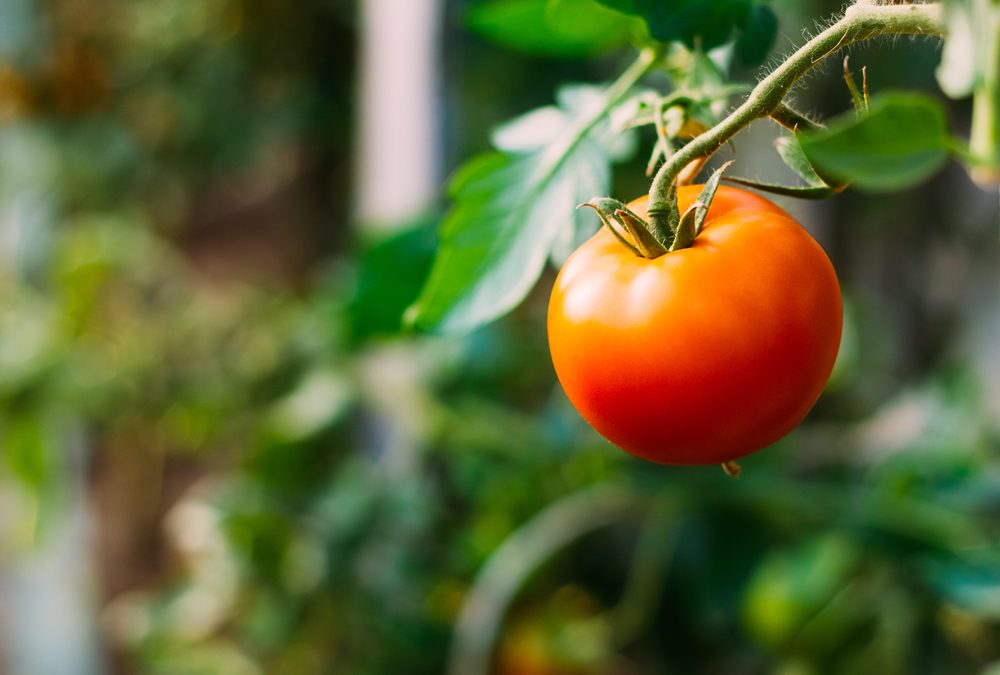 Parmi les légumes les plus faciles à faire pousser, les tomates.