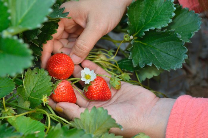 Les mois des fraises au Québec et au Canada.