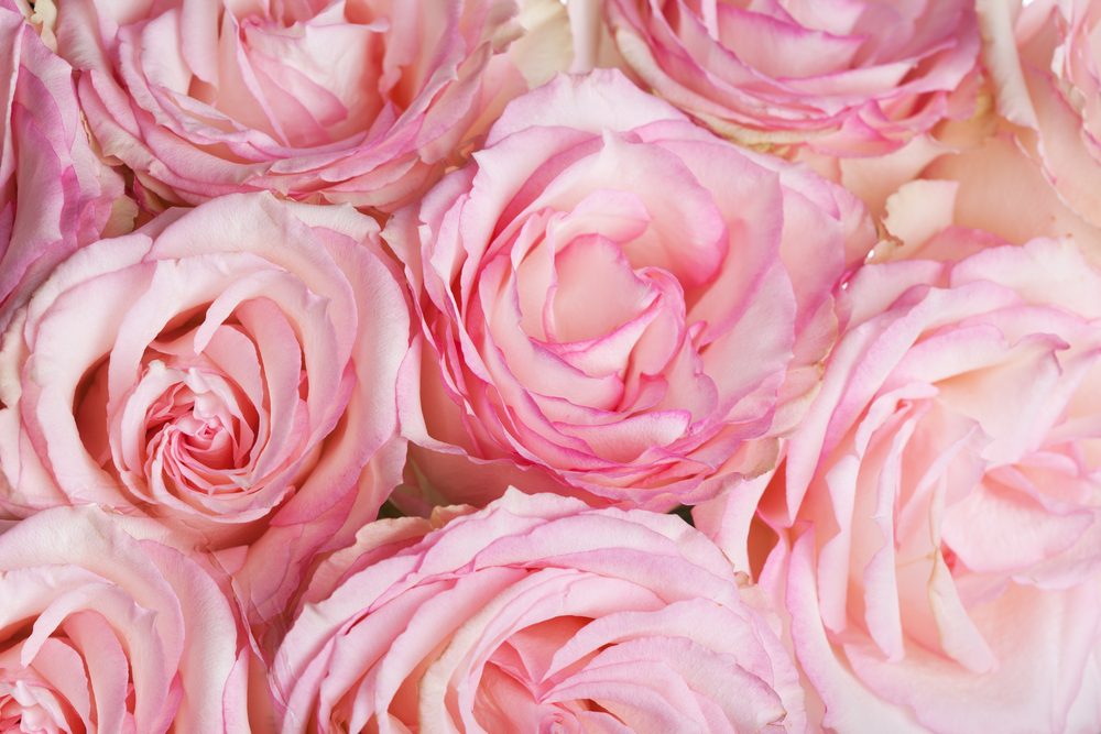 Signification des 10 couleurs de roses et 15 fleurs populaires