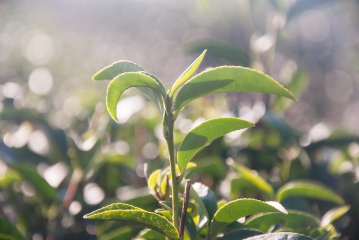 Huile essentielle d'arbre à thé : ses vertus et bienfaits santé. 