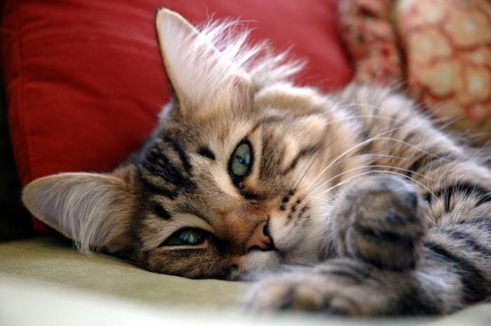 Votre chat pourrait miauler car il souffre d'hypertension