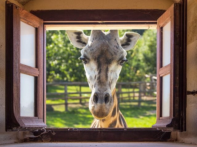Parmi les offres tranges dans les htels, le Giraffe Manor propose un djeuner avec des girafes.