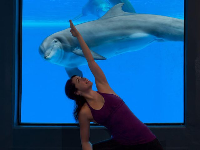 Parmi les offres tranges dans les htels, le Mirage propose de cours de yoga devant des dauphins.