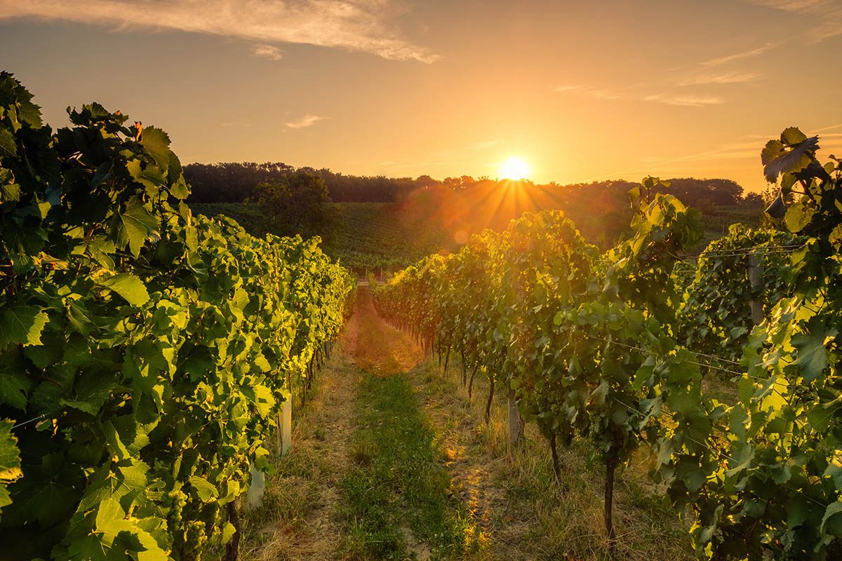 Route des vins : Visitez le vignoble de la Chapelle Sainte-Agnès.