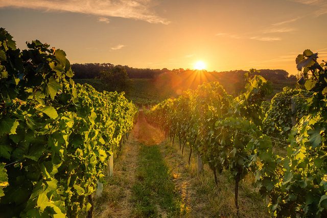 Route des vins : Visitez le vignoble de la Chapelle Sainte-Agns.