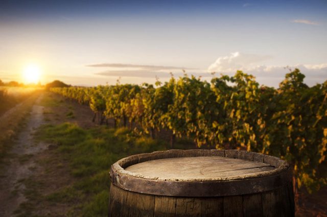 Route des vins : visitez le vignoble Gagliano.