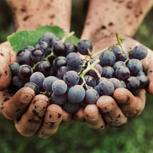 Route des vins : passez par le vignoble Les Pervenches.