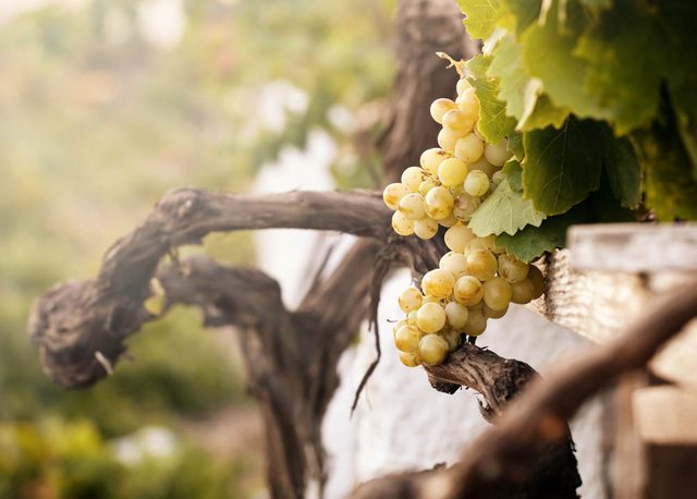Route des vins : visitez le Vignoble de l'Orpailleur.
