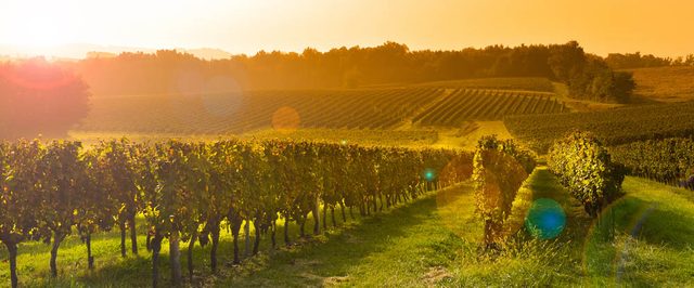 Dcouvrez la route des vins et les meilleurs vignobles qui s'y trouve.