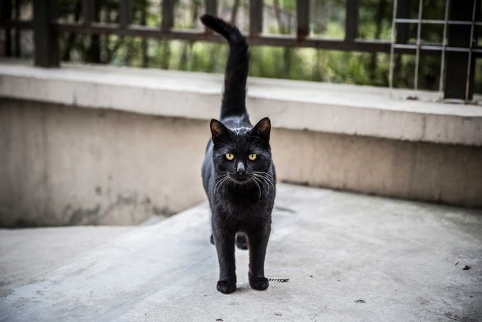 Il existe plusieurs dictons et superstitions à propos des chats.