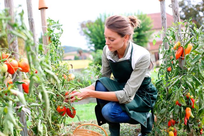 Le jardinage offre la possibilité de bruler jusqu’à 250 calories par heure.