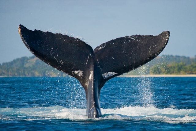 La route des Baleines, Cte-Nord du Qubec : un road trip majestueux