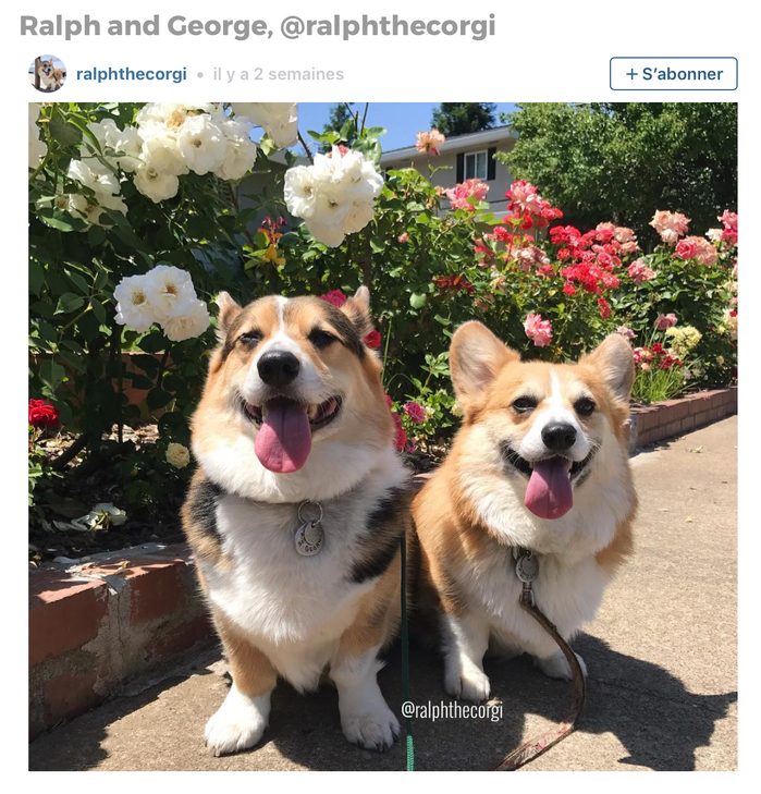 Animaux sur Instagram: Ralph et George 