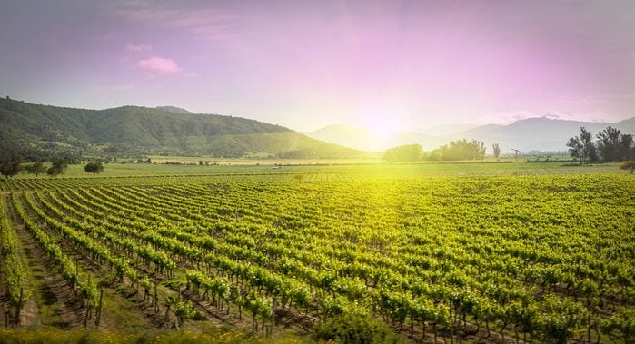 Le Chili est l'un des plus gros importateurs de vin à travers le monde. Du nord au sud du pays, les vallées de vignobles s'étendent à perte de vue.