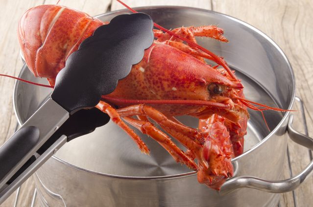 Est-ce le homard que jentends crier quand je le cuis?