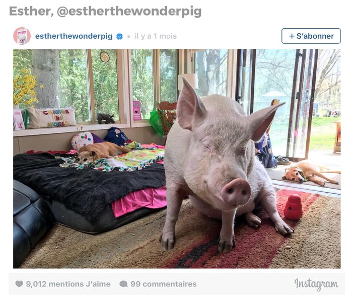Animaux sur Instagram: Esther le cochon