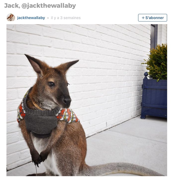 Animaux sur Instagram: Jack le wallaby