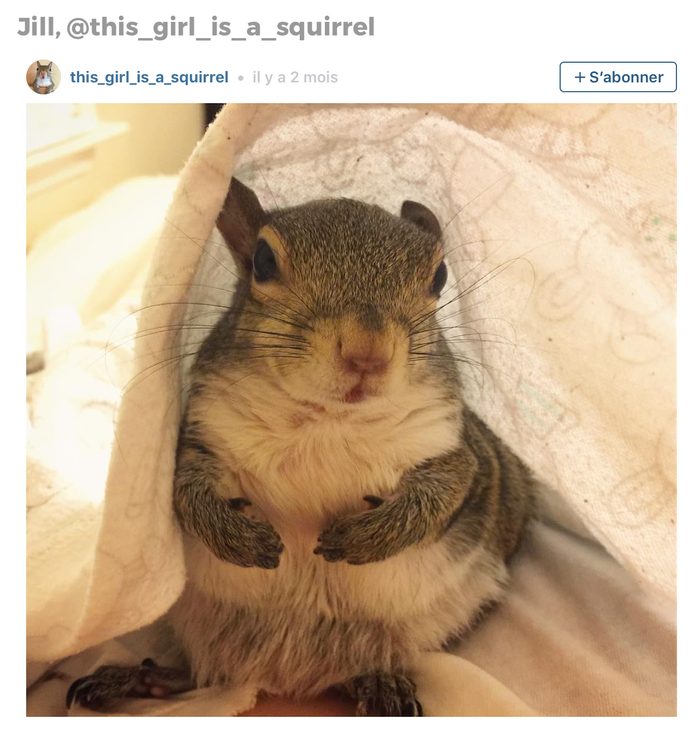 Animaux sur Instagram: Jill l'écureuil
