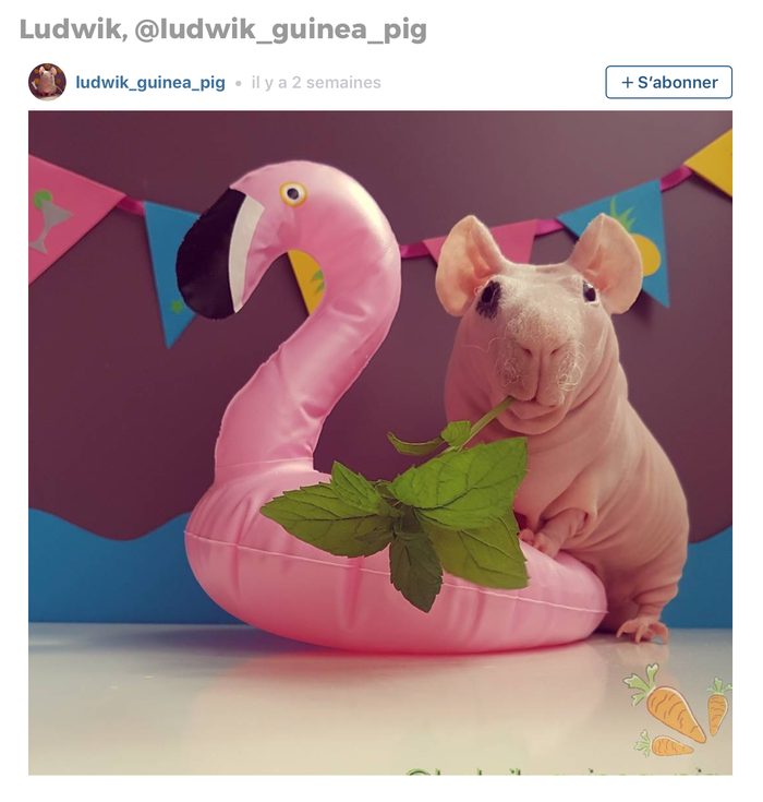 Animaux sur Instagram: Ludwik le cochon d’Inde