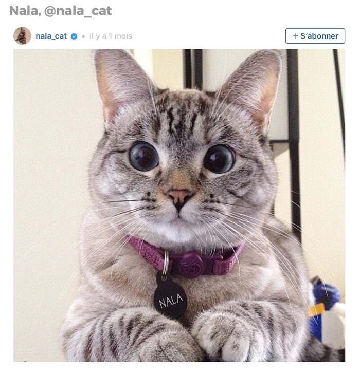 Animaux sur Instagram: Nala le chat