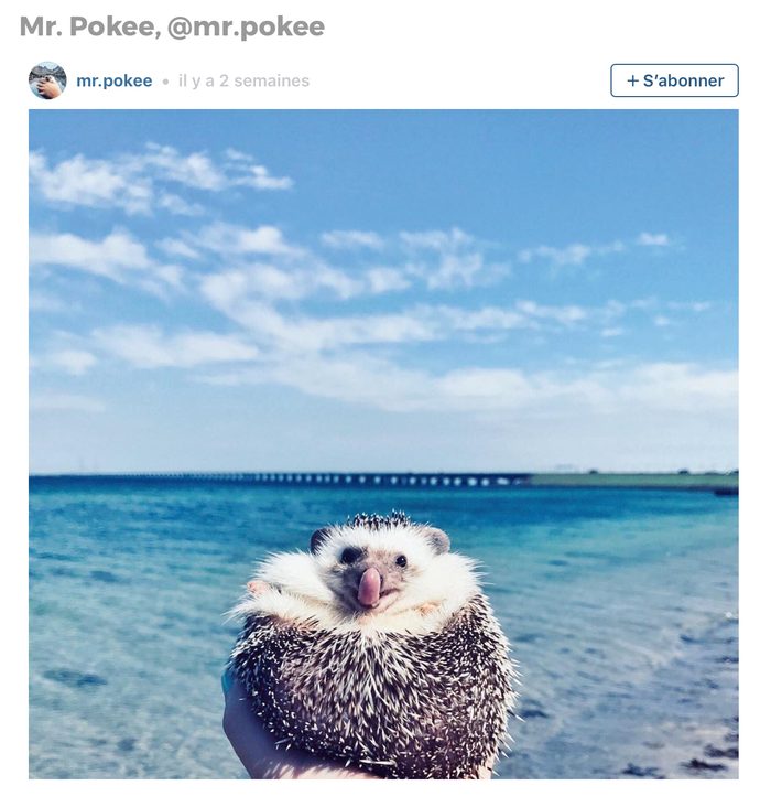 Animaux sur Instagram: Mr. Pokee le hérisson