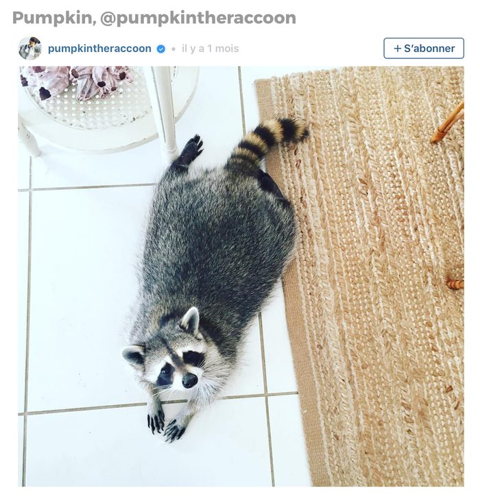 Animaux sur Instagram: Pumpkin le raton laveur