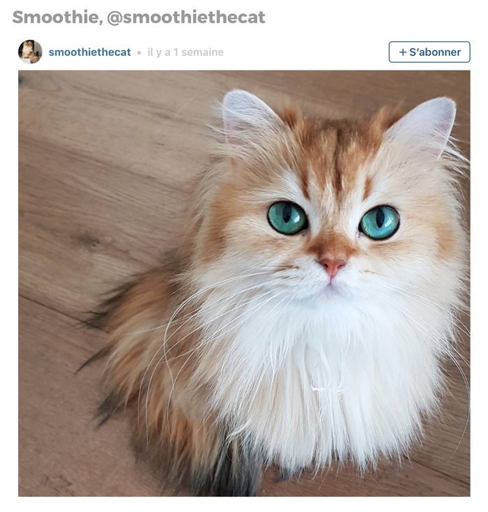 Animaux sur Instagram: Smoothie le chat