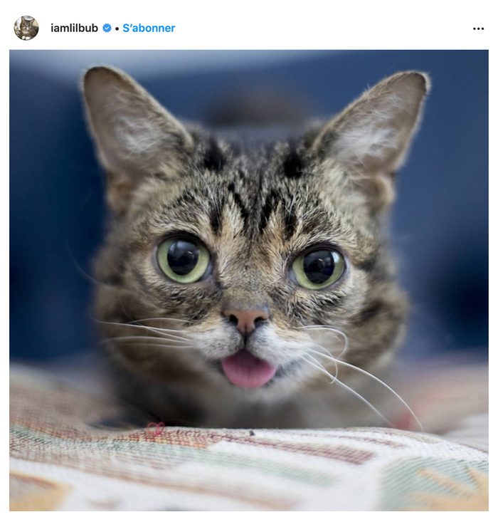 Cet adorable chat est l'un des animaux les plus connus d'Instagram.