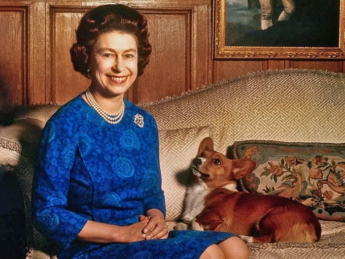 Pourquoi la reine Elizabeth II aime tant les corgis?