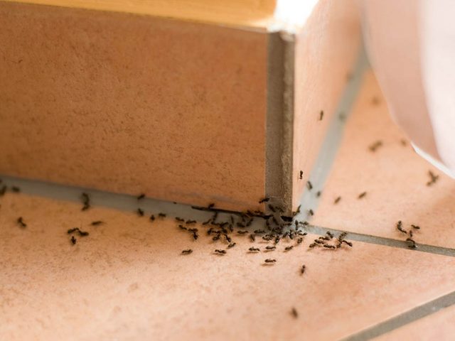 liminez les fourmis avec du borax.