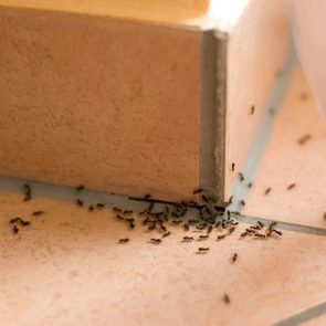 Éliminez les fourmis avec du borax.