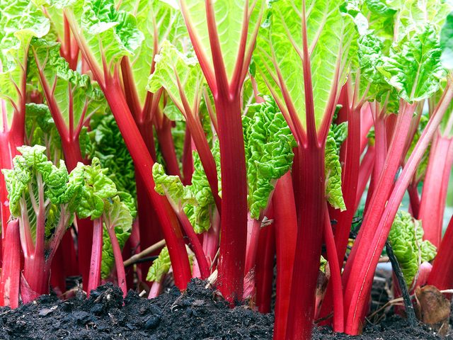 La rhubarbe fait partie des aliments qui peuvent tre mortels!