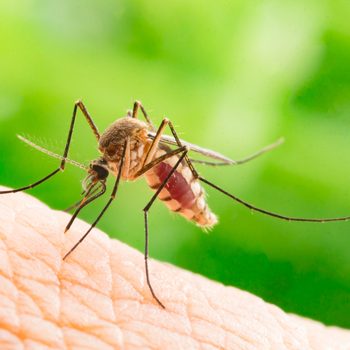 Vacances : ne ramenez pas le virus Zika
