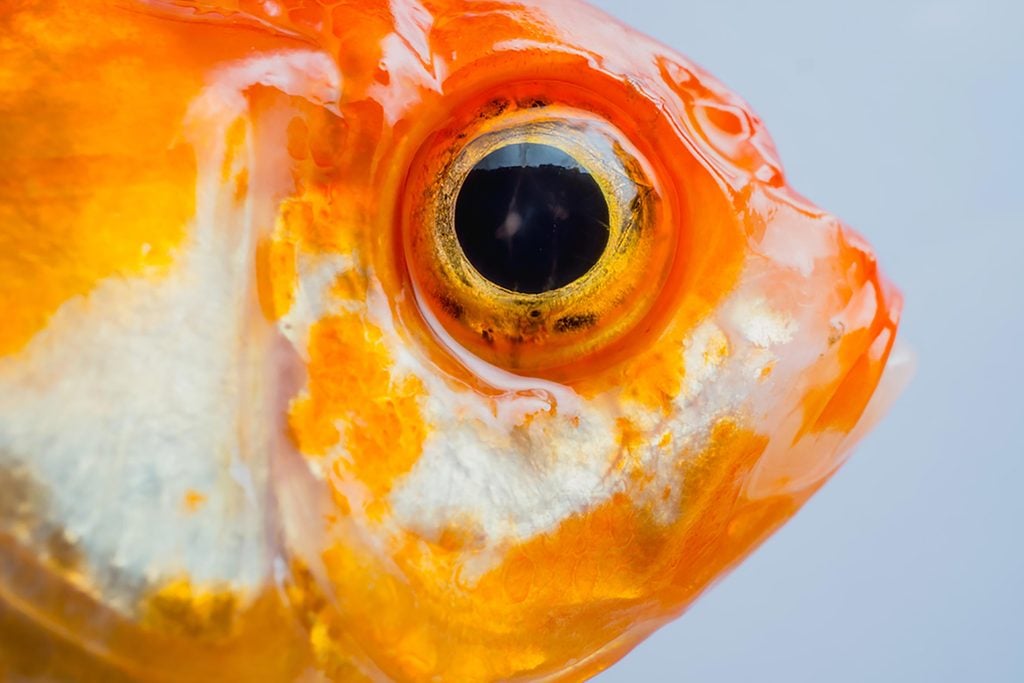Mythe: les poissons rouges ont une mémoire de trois secondes