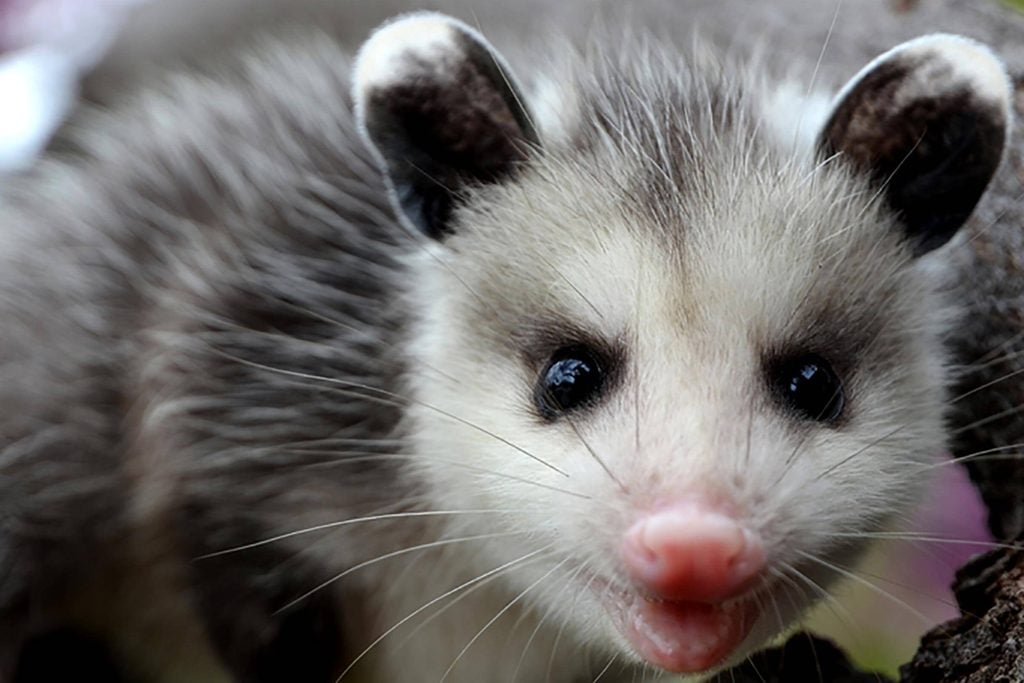 Mythe: les opossums dorment suspendus par la queue