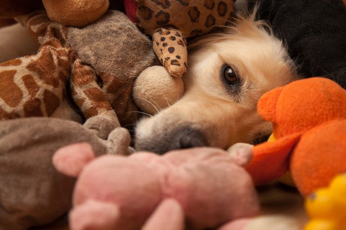 Jeune chien couvert de jouet et de peluches.
