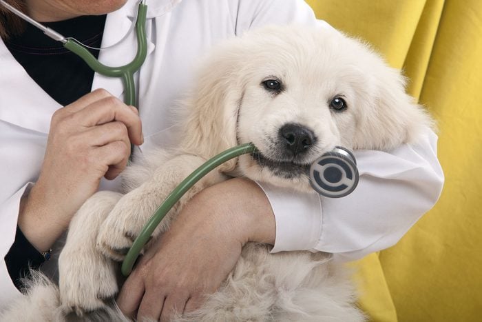 Jeune chien qui mord un stethoscope.