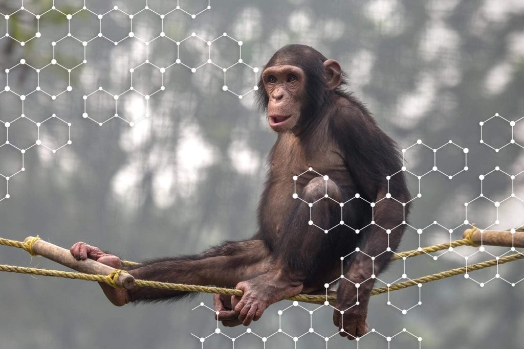 Pourquoi les autres primates sont-ils bien plus forts que nous?