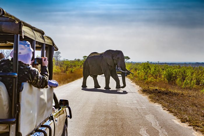 Explorez la faune au Kruger National Park